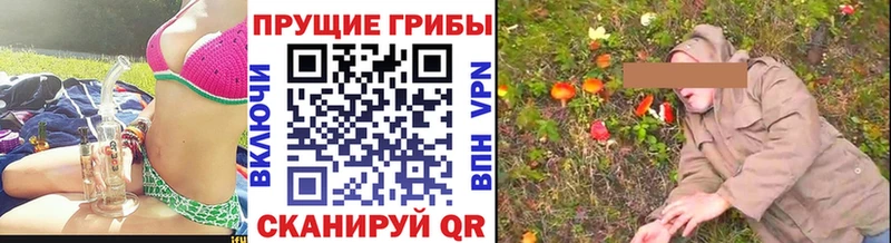 Псилоцибиновые грибы Cubensis что такое наркотик МЕГА ТОР Черногорск